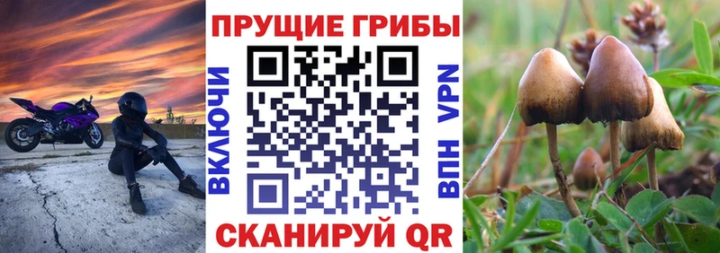 Галлюциногенные грибы Cubensis  blacksprut онион  Ликино-Дулёво 